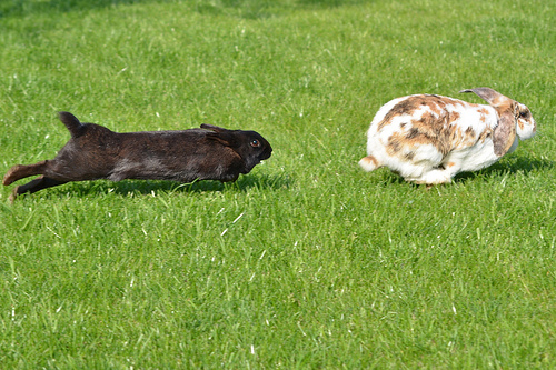 Kaninchen unvertraeglich1