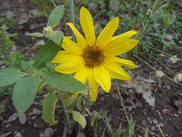 Sonnenblume 1