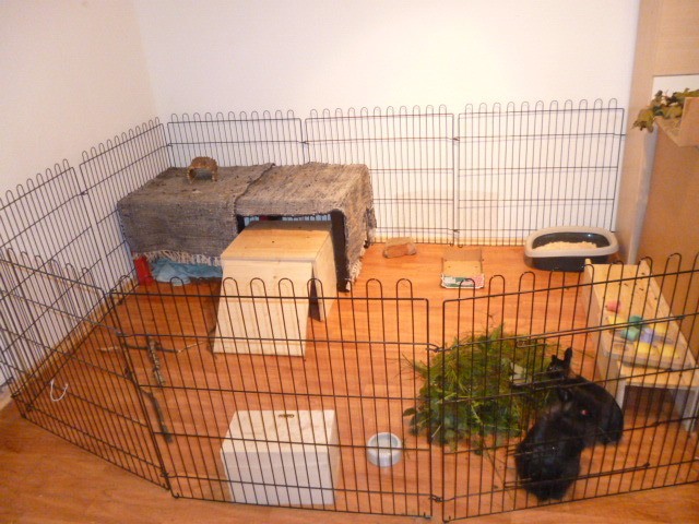 Wohnungs Kaninchengehege2 1