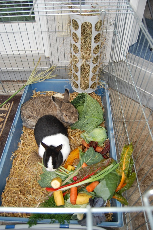 kaninchen fressplatz1