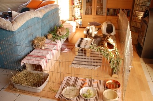 kaninchen wohnzimmer