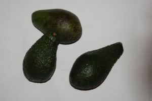 avocado kaninchen