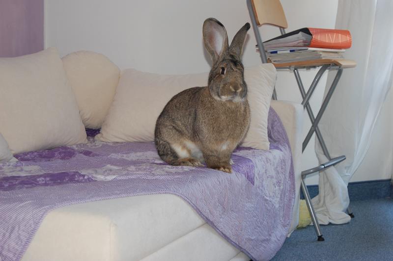 kaninchen sofa