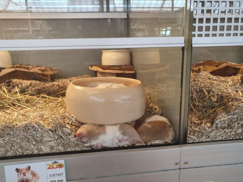 zoohandel hamster