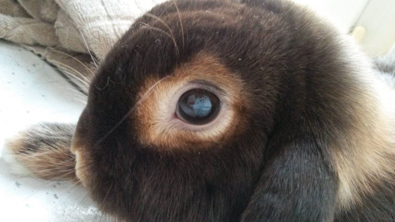 1 Linseneintrubung Kaninchen Abszess im Auge