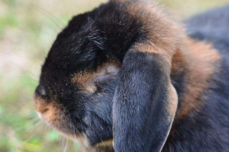Kaninchen auge enukleation blind