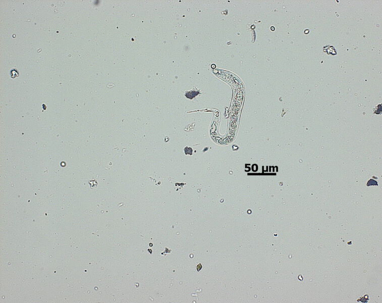 Oxyuriden Larve Passalurus sp. 1