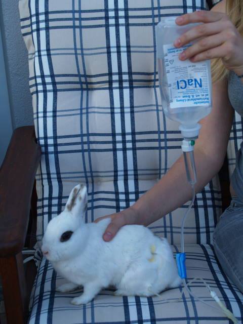infusion kaninchen