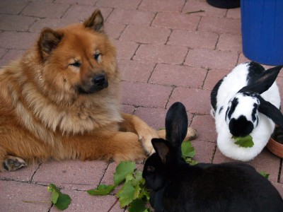 kaninchen und hunde 400x300 1