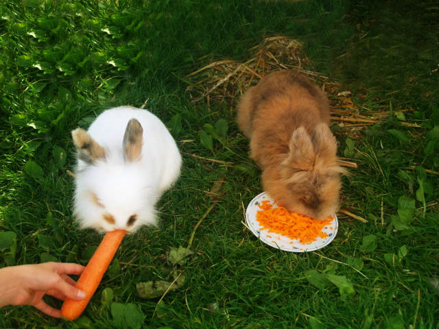 kaninchen zahnerkrankungen fressen 1