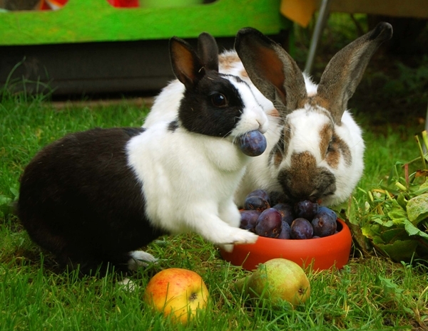 kaninchen obst
