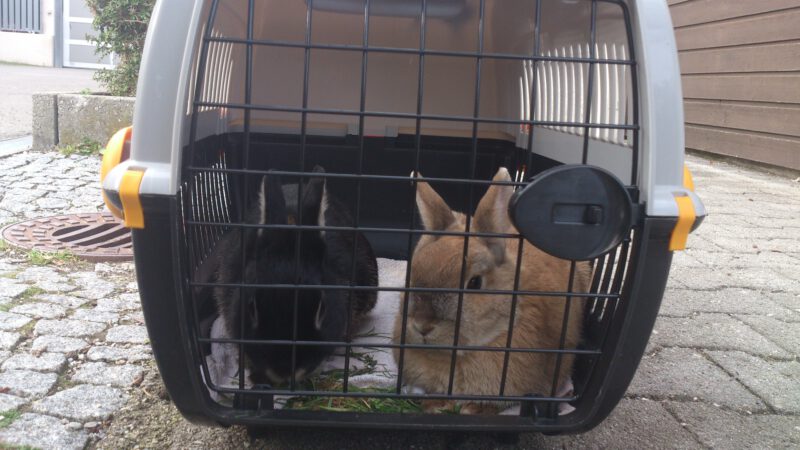 transport kaninchen