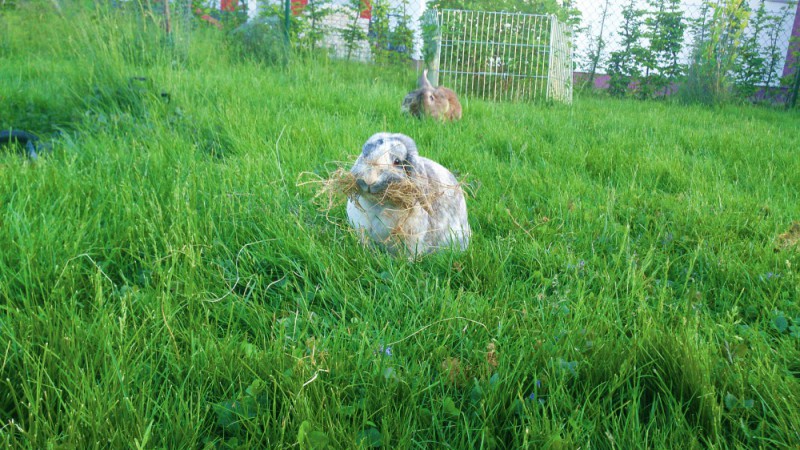 scheintrachtig hitzig kaninchen nestbau
