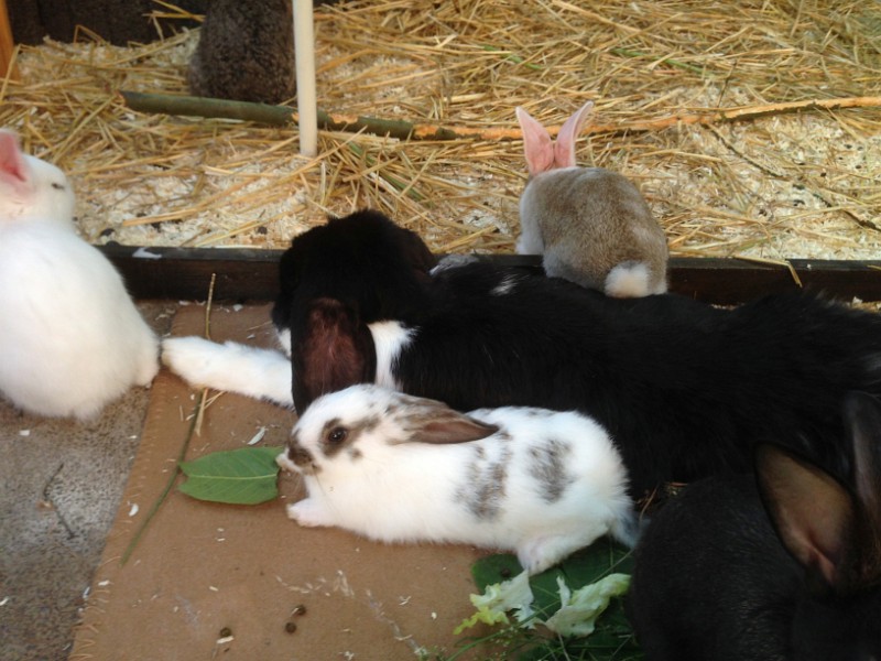 Kaninchenbabys gruppe1 1