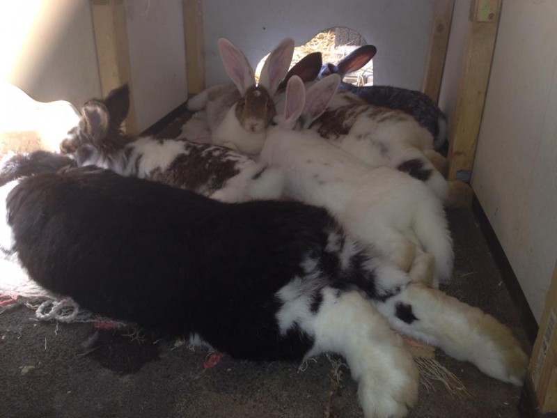 kaninchen gruppe babys 1