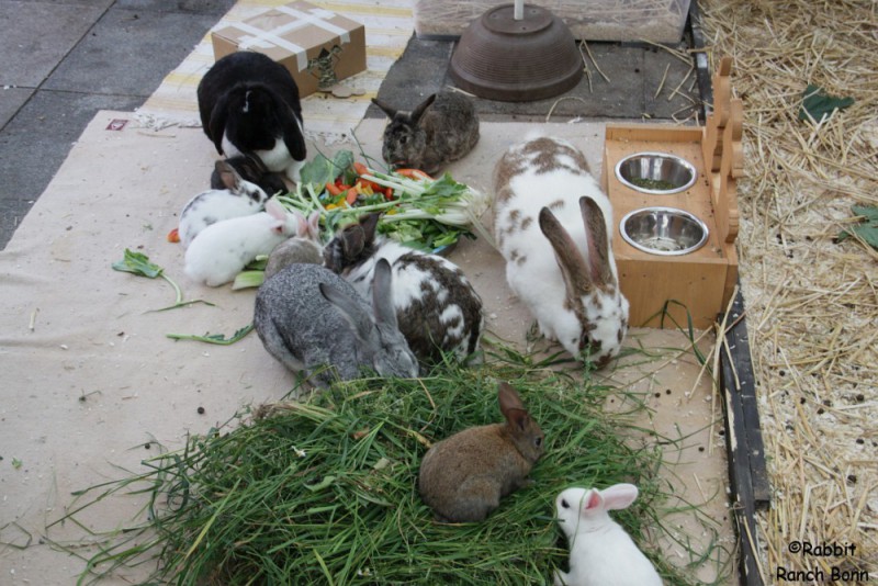 kaninchen gruppenaufzucht