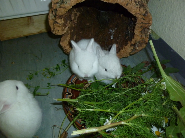 kaninchenbabys