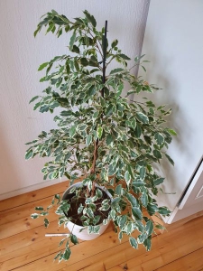 Ficus Benjamin2 225x300 2