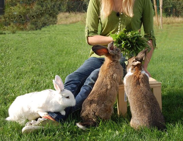 confianza conejos con hierbas