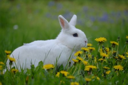 albino conejo enfermo