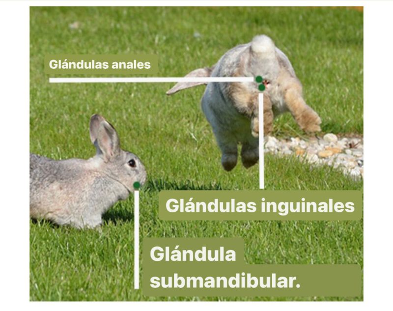 glandulas conejos