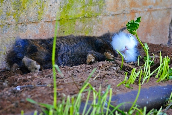 conejo dormido en la tierra