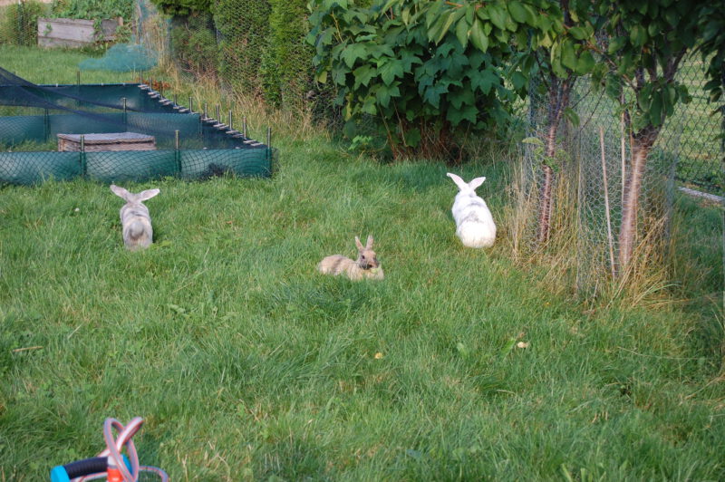 conejos libres en el pasto