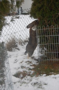 reja metal conejo saltando