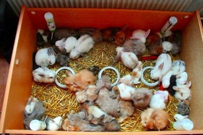 conejos tienda de mascotas