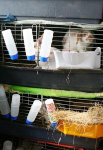 conejos en jaula