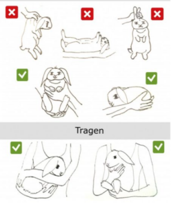 como cargar a un conejo