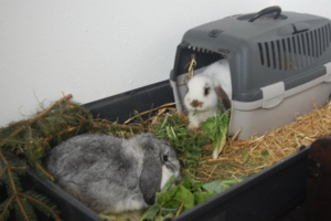 conejos visita al veterinario