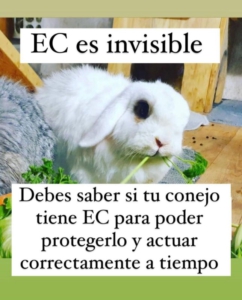 e. cuniculi conejo es invisible