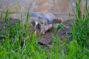 conejo duerme en jardin
