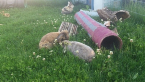 conejos con tunel en el jardin