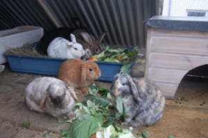 conejos comiendo fresco 2