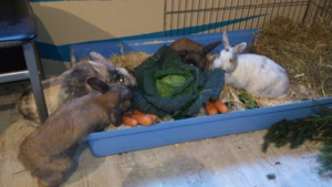 conejos comiendo repollo