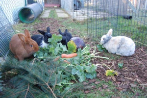 conejos verduras 1