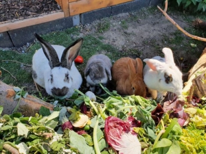 conejos verduras
