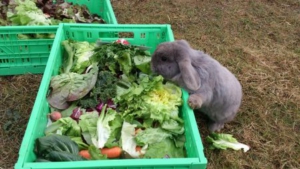 desechos de verduras para conejo