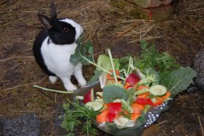 conejo comiendo verduras