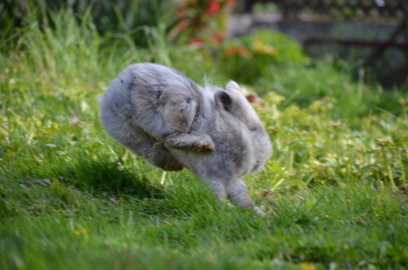 conejo corriendo en el jardin