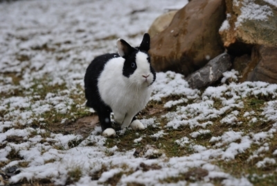 conejo corriendo en nieve