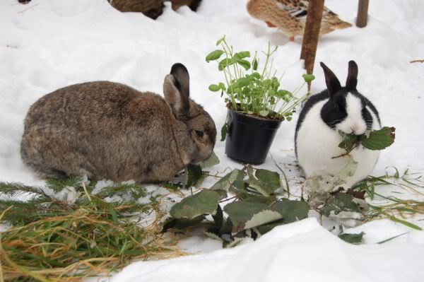 conejos con hierbas en ivierno