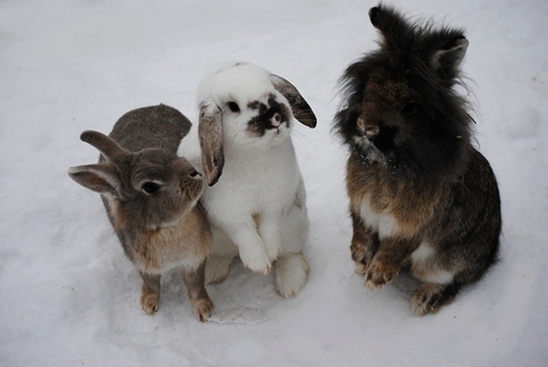 conejos en invierno