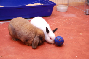 bolas de premios conejos