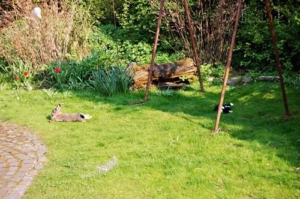 conejo acostado en el jardin