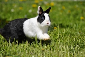 conejo corre en el jardin