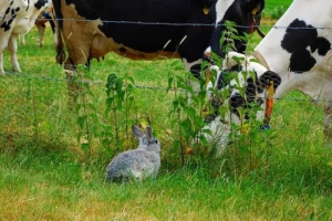 conejos con vacas