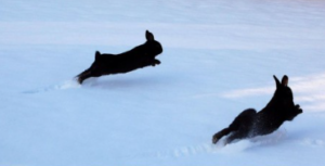 conejos saltan en la nieve